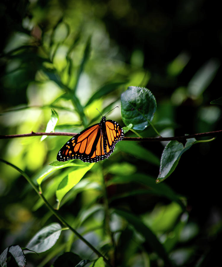 Monarch Butterfly at Wachusett Meadows Photograph by Michael Saunders