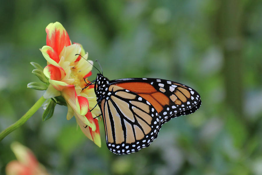 Monarch Butterfly Photograph by Barbara Elizabeth | Pixels