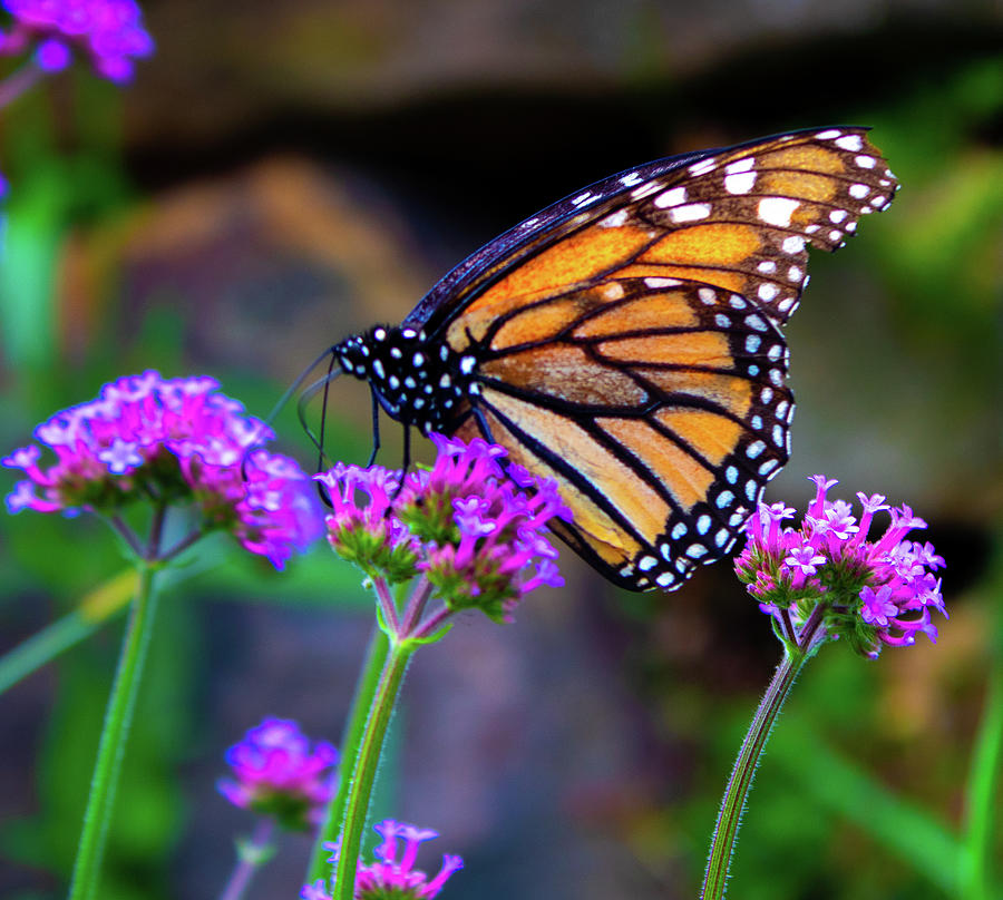 Monarch Butterfly Photograph by Aries And Leo - Pixels