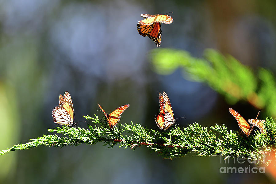 Monarch Butterfly Photograph by Amazing Action Photo Video