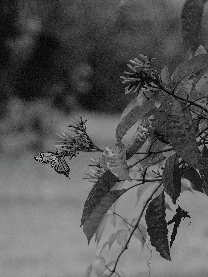 Monarch Butterfly Black And White Photograph