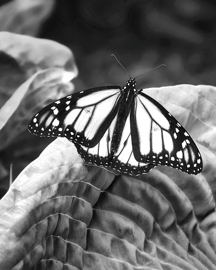 Monarch Butterfly Black And White Photograph Photograph by Ann Powell