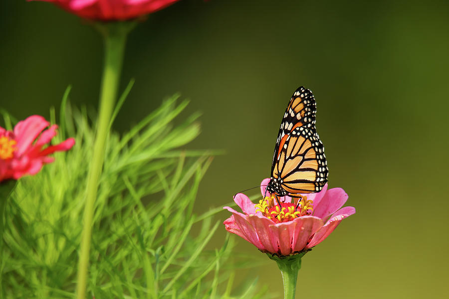 Monarch Butterfly Photograph by Brook Burling
