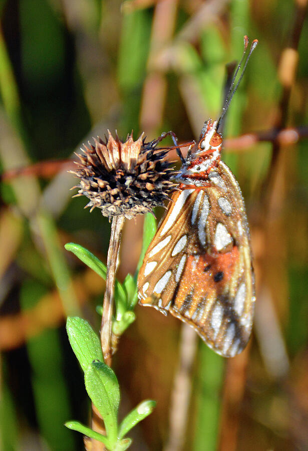 Monarch Butterfly Photograph by Bruce Gourley Monarch Butterfly Photograph by Bruce Gourley