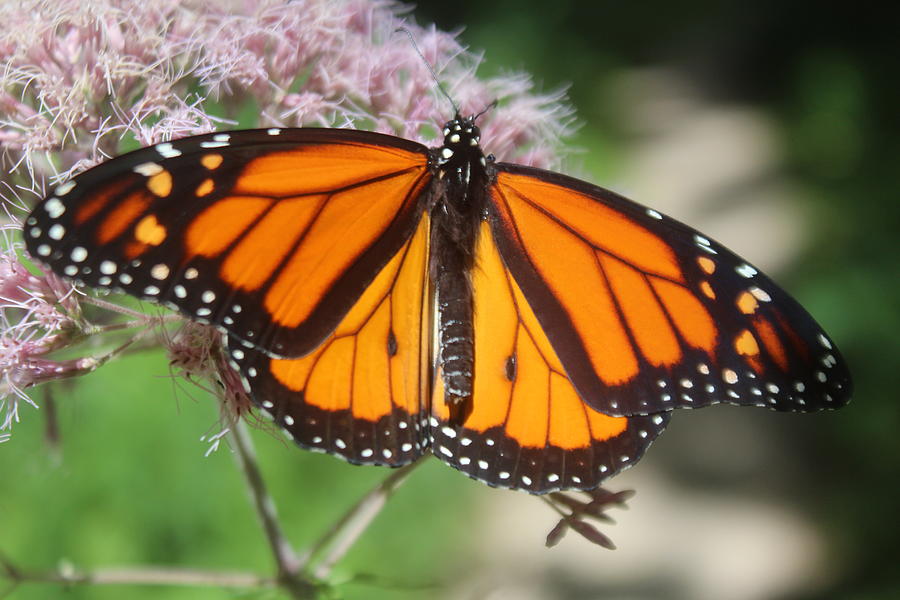 Monarch Butterfly Photograph by Callen Harty