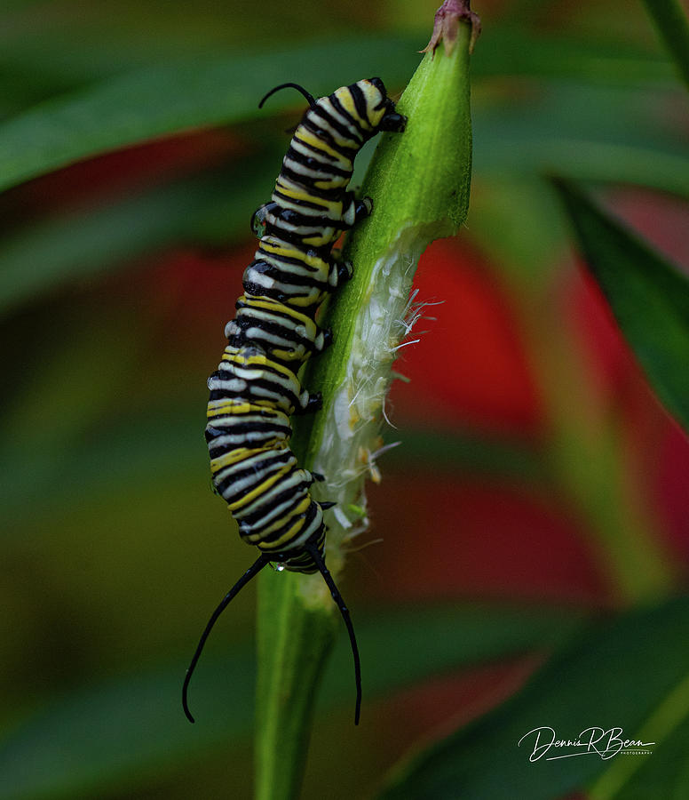 Monarch Butterfly Caterpillar Photograph By Dennis Bean - Fine Art America