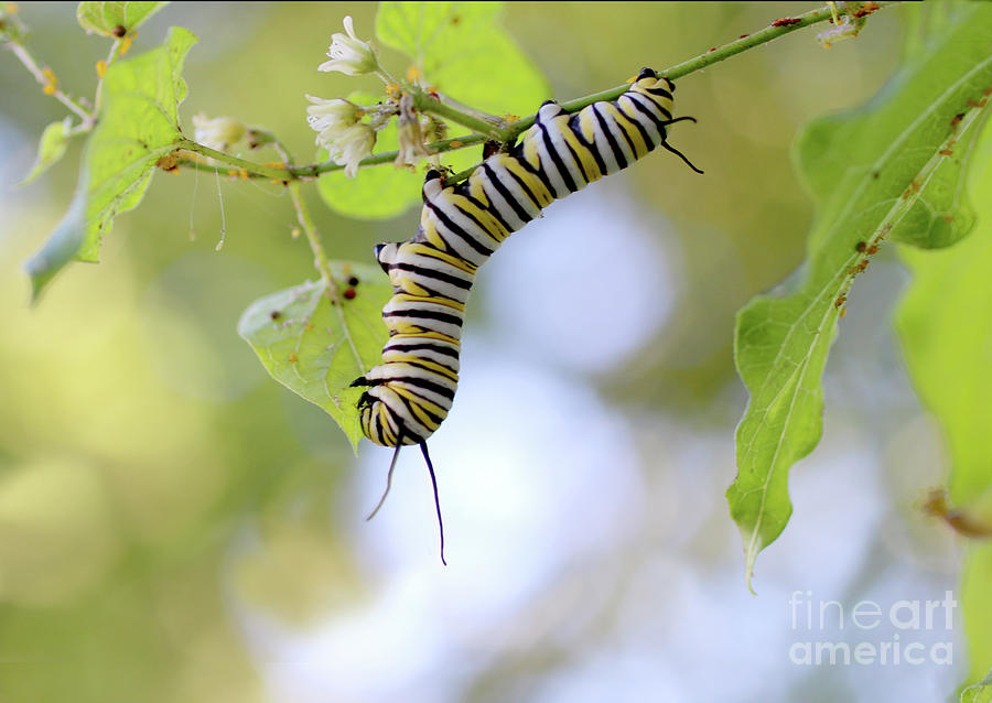 Monarch butterfly caterpillar eats milkweed upside down Photograph by Adam Long