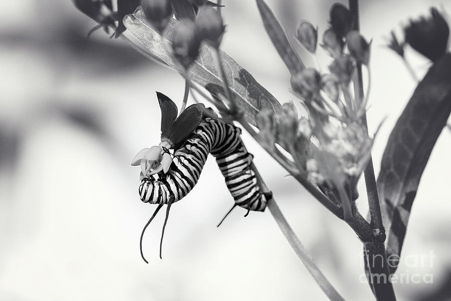 caterpillar black and white photography