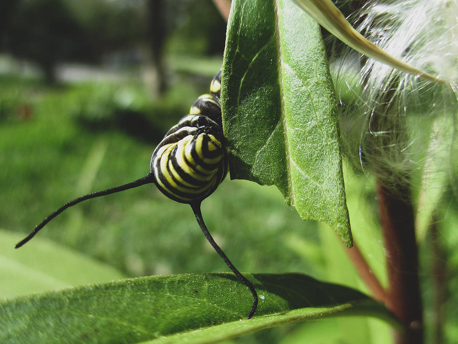 Monarch Butterfly Caterpillar  Photograph by W Craig Photography
