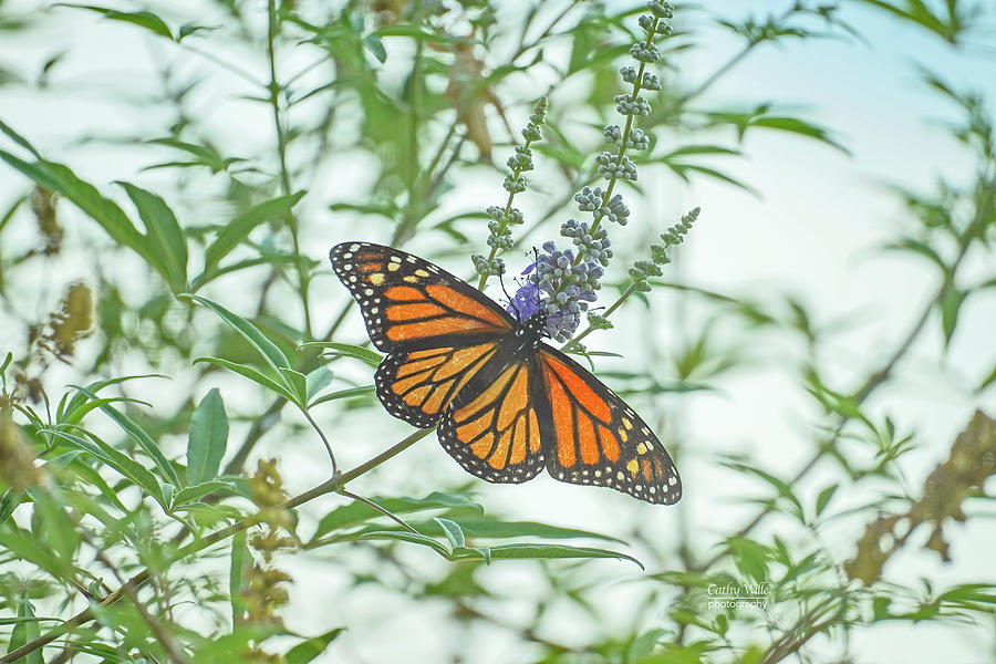 Monarch Butterfly Photograph by Cathy Valle