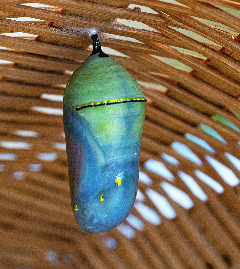 Monarch Butterfly Photograph - Monarch Butterfly Chrysalis by Eileen Brabender