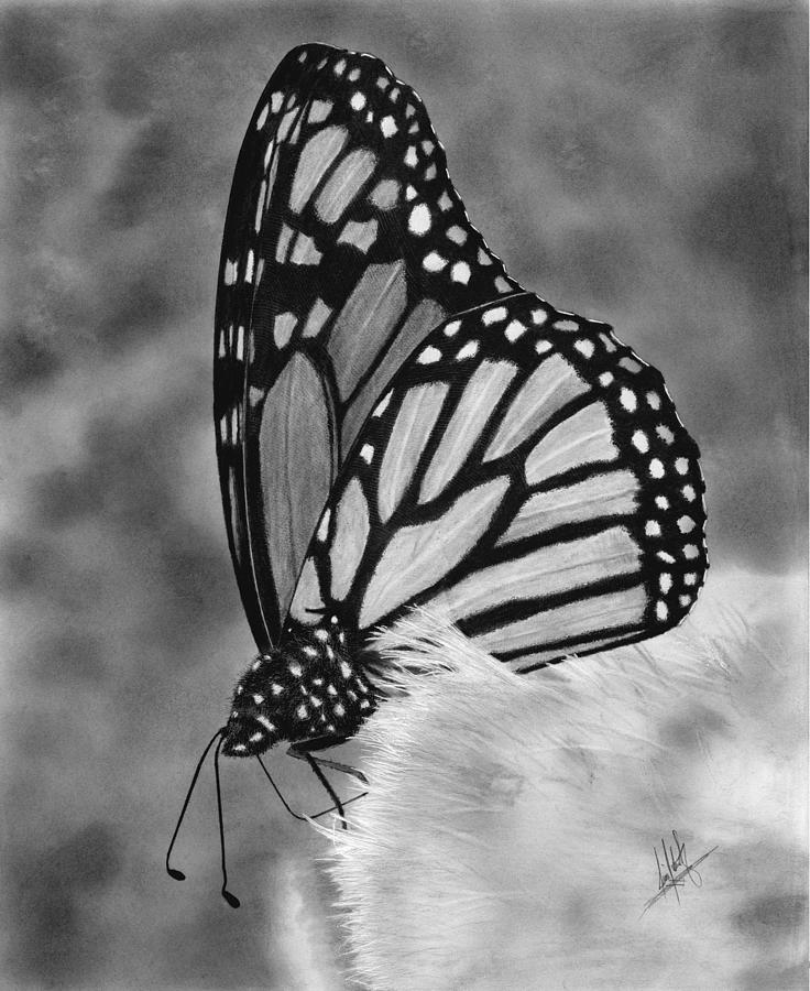 Monarch Butterfly Closeup Drawing by James Schultz