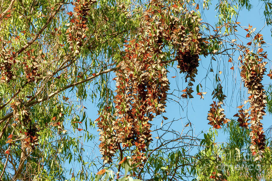 Monarch Butterfly Clusters, 1 Photograph by Glenn Franco Simmons