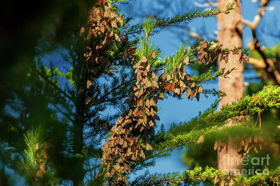 Monarch Butterfly Clusters, 3 Photograph by Glenn Franco Simmons