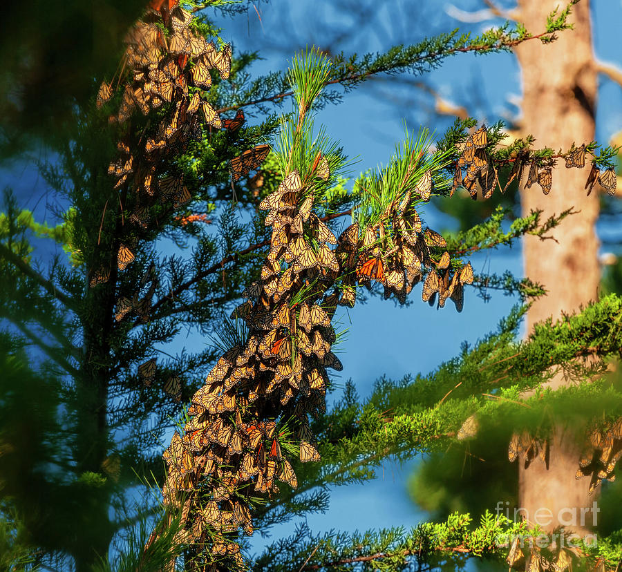Butterfly Photograph - Monarch Butterfly Clusters, 4 by Glenn Franco Simmons