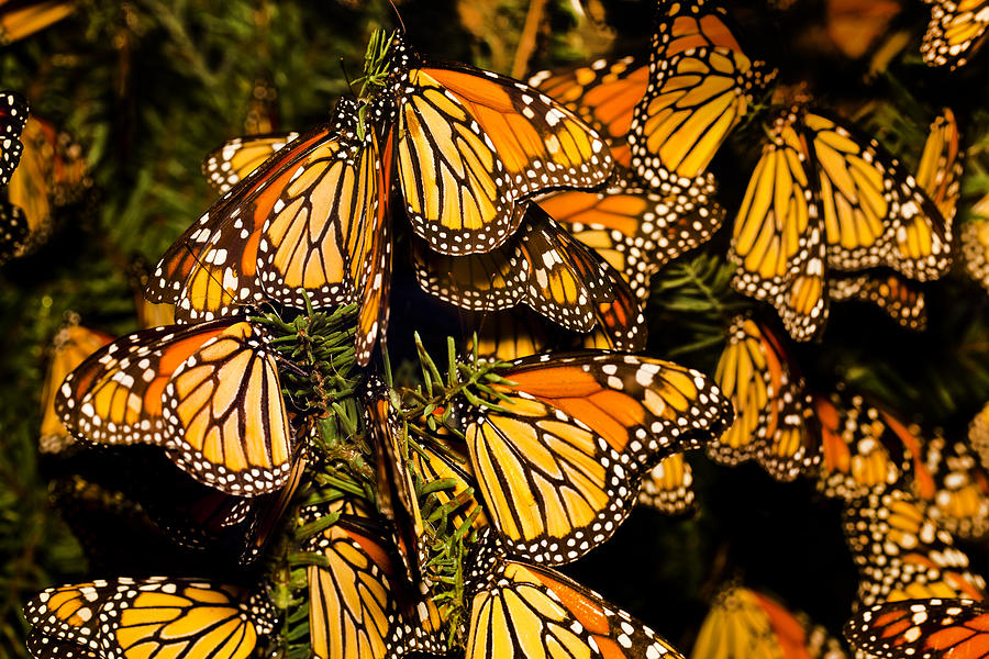 Monarch butterfly (Danaus plexippus) migration Photograph by JodiJacobson