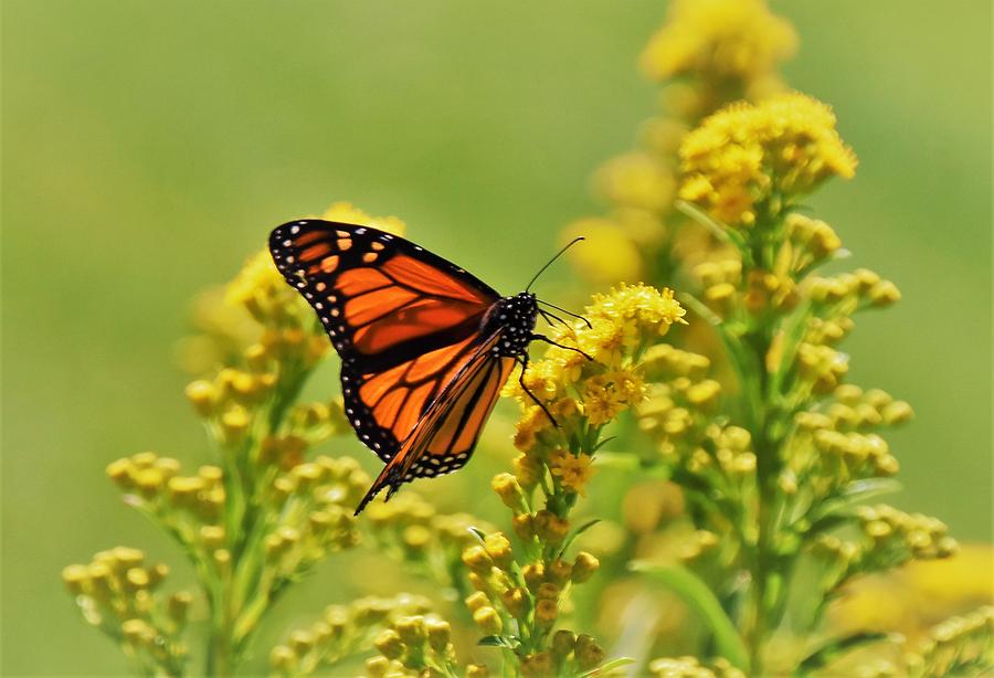 - Monarch Butterfly - Danaus Plexippus Photograph by THERESA Nye