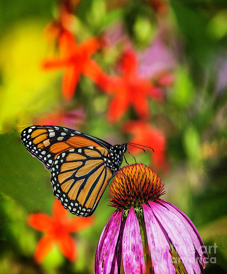 Monarch Butterfly Dayton Ohio Photograph by Teresa Jack