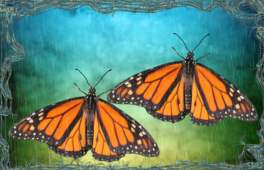 Monarch Butterfly Design Mixed Media by Rosalie Scanlon