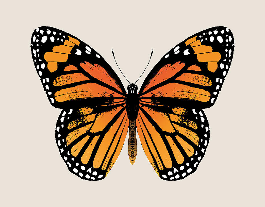 Monarch Butterfly Digital Art by Eclectic at Heart