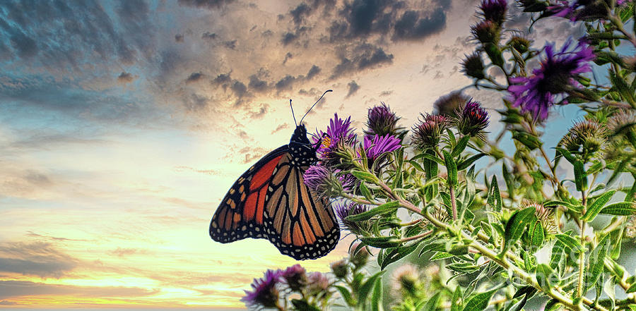 Monarch Butterfly  Photograph by Elaine Manley