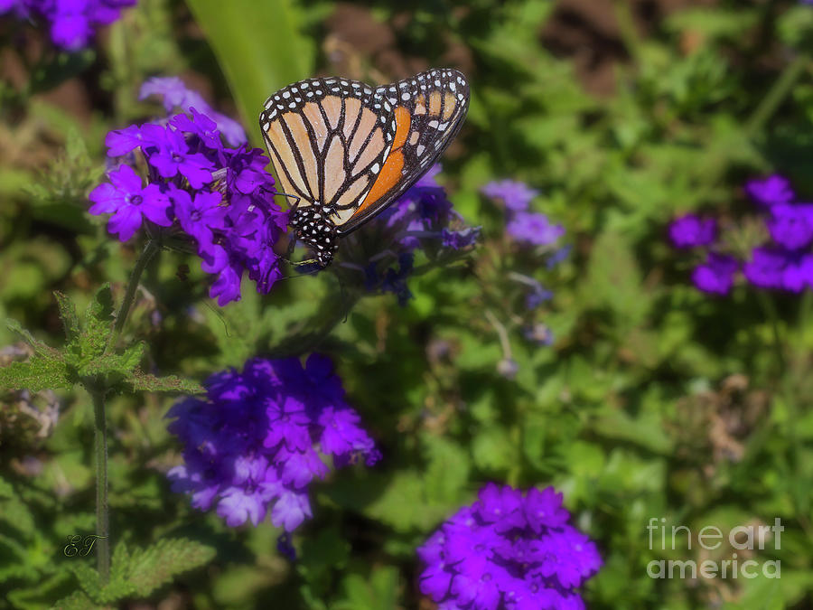 Monarch Butterfly Photograph by Elaine Teague