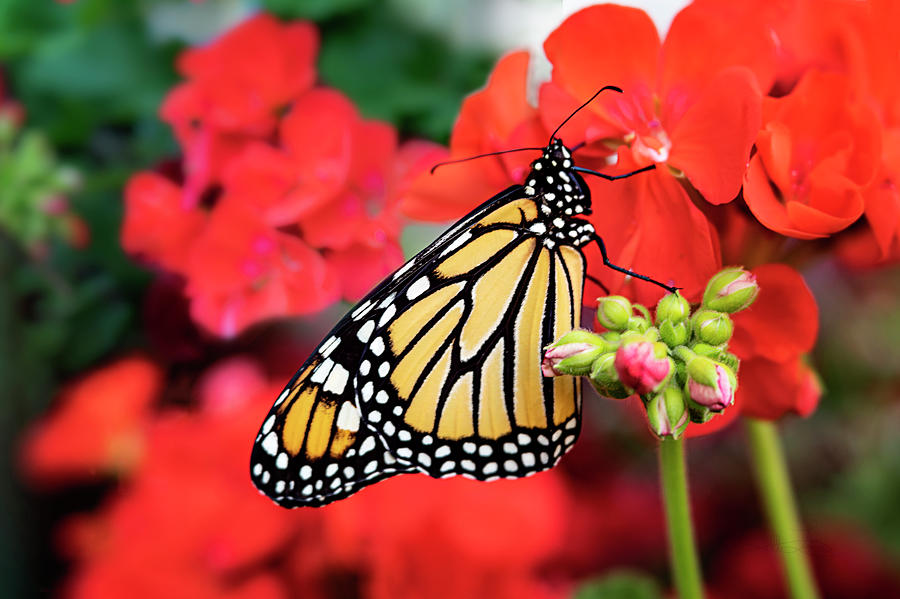 Monarch Butterfly Ember Photograph by Jill Love