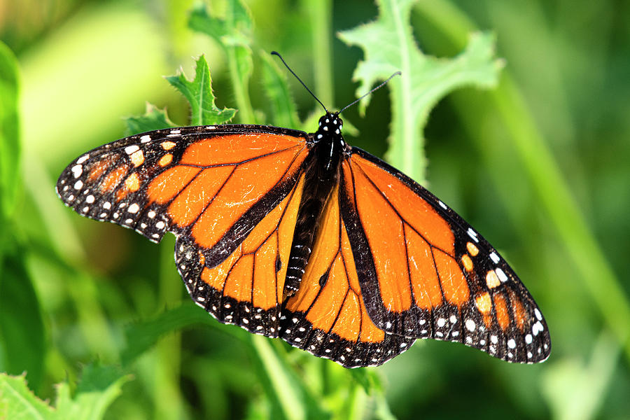 Monarch Butterfly Photograph by Eric Miller