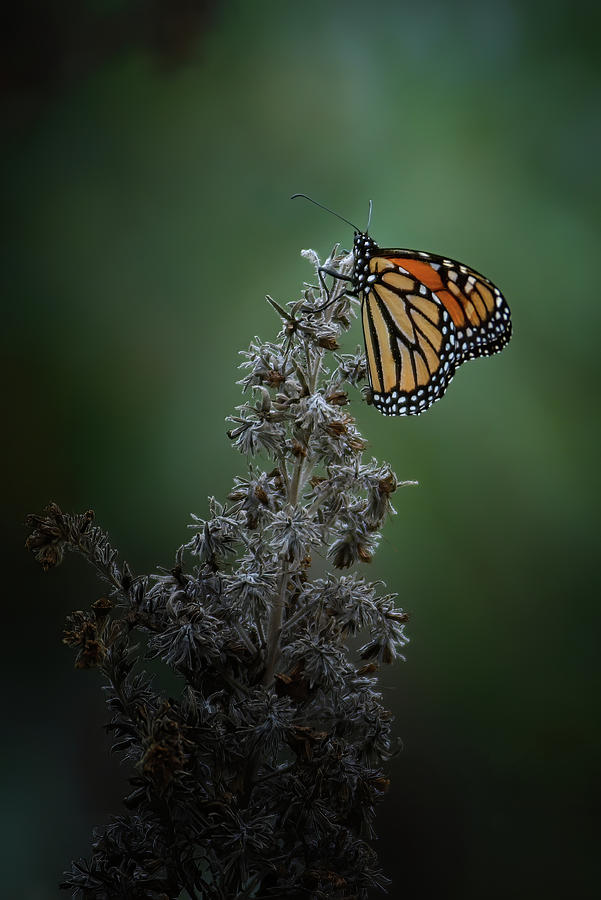 Butterfly Photograph - Monarch Butterfly by Ernest Echols