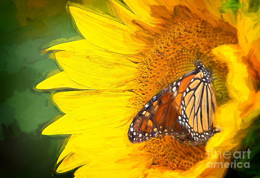 Monarch Butterfly Feeding Photograph by Eleanor Abramson