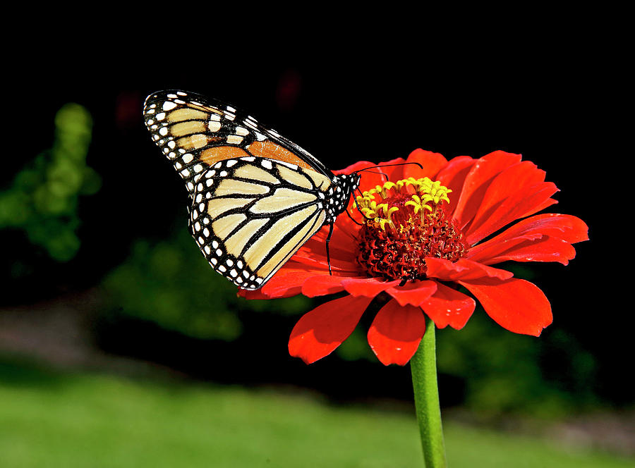 Flower Photograph - Monarch Butterfly Feeding by James Steele