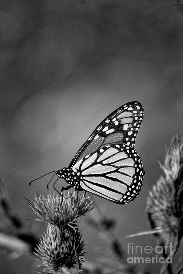 Butterfly Photograph - Monarch Butterfly feeding on a Thistle in black and white by Paul Ward