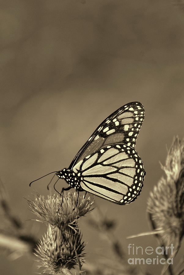 Monarch Butterfly feeding on a Thistle in sepia Photograph by Paul Ward