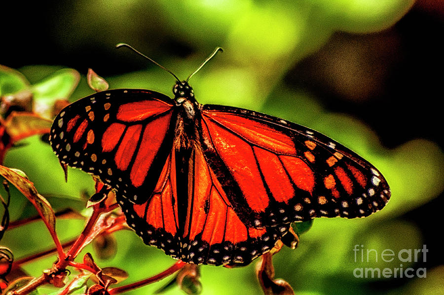 Monarch Butterfly Photograph by Frances Ann Hattier | Fine Art America