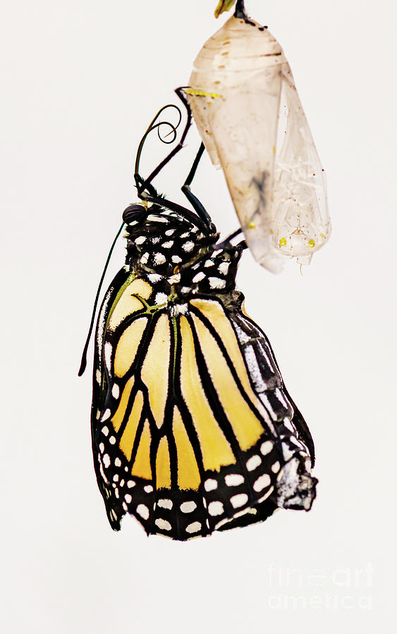 Monarch Butterfly Assembling New Proboscis Photograph by Phillip ...