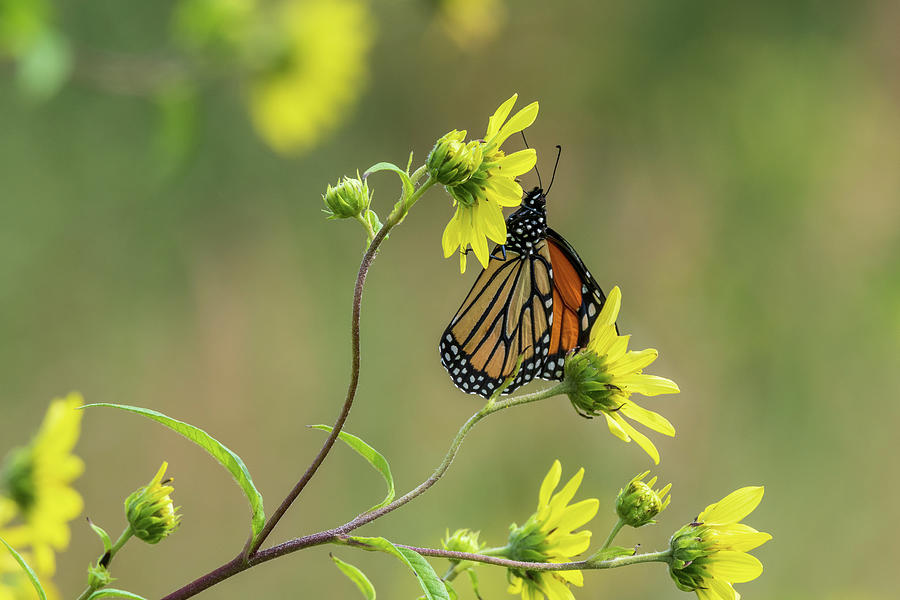 Monarch Butterfly Gathering Food Photograph by Rose Guinther