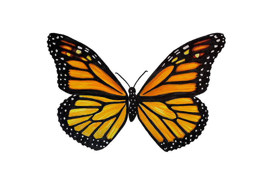 Top view of beautiful monarch butterfly, sketch illustration isolated on  brown background. black and white Realistic hand drawing of monarch  butterfly on white background Stock Vector | Adobe Stock