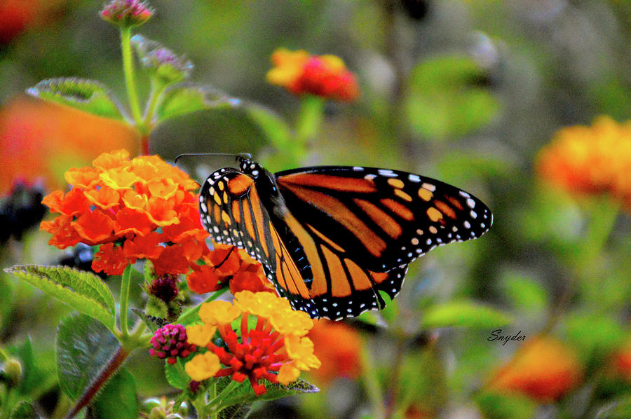 Monarch Butterfly Grove Photograph by Barbara Snyder