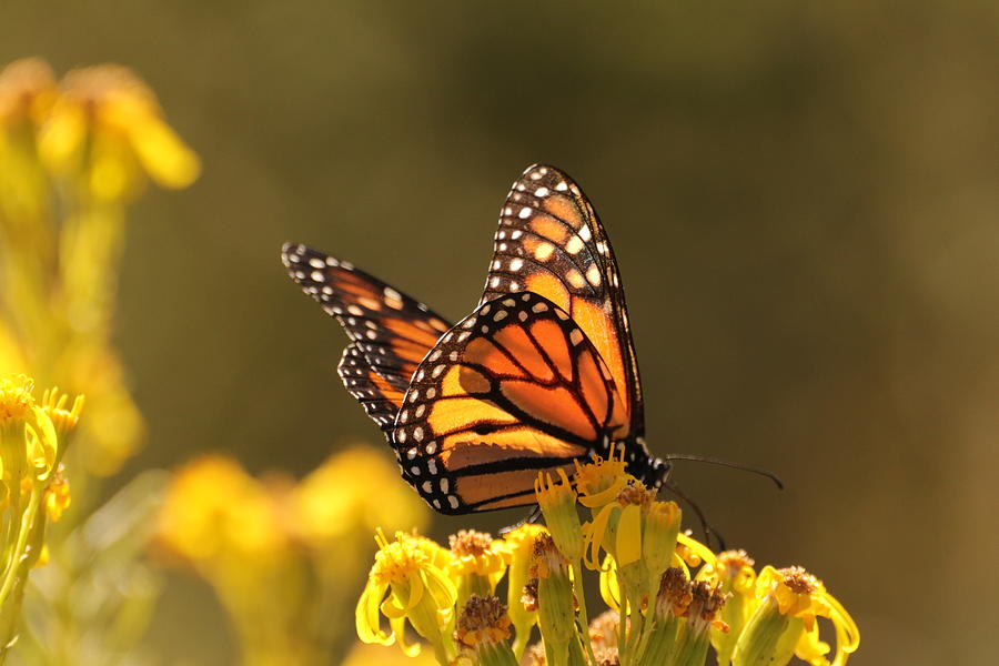 monarch butterfly III Photograph by Dr Janine Williams