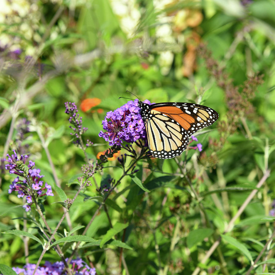 Monarch Butterfly In Action Photograph by Robert Tubesing - Fine Art ...