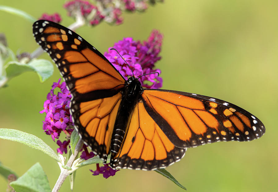 Monarch Butterfly in August Photograph by Sandra Js