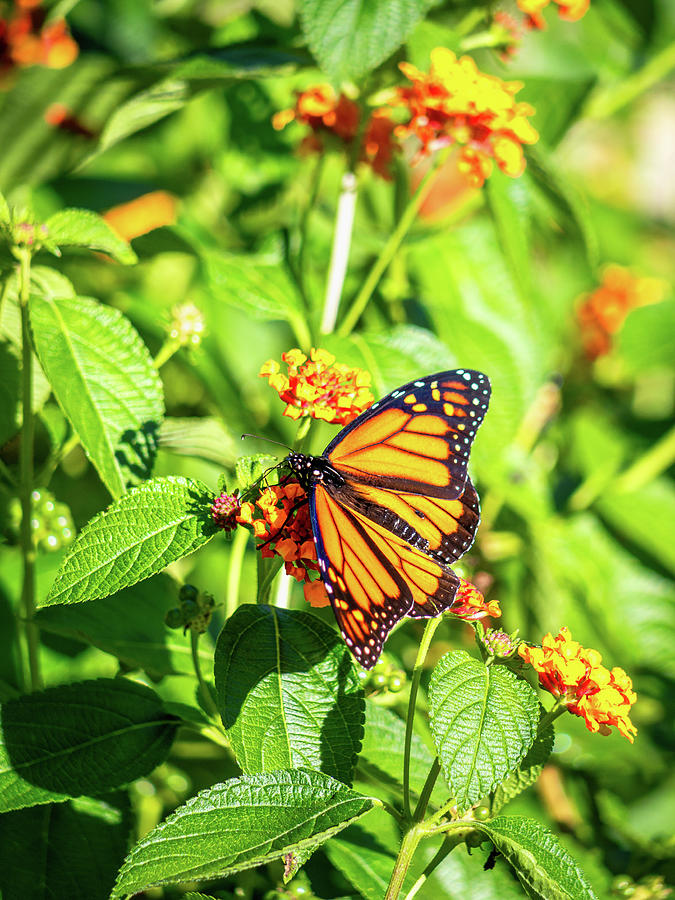 Monarch Butterfly in Early October Photograph by Rachel Morrison