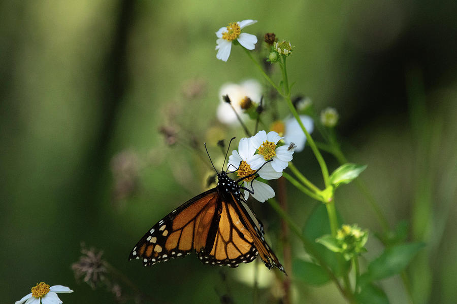 Butterfly Photograph - Monarch Butterfly in Flowers by Rebecca Herranen