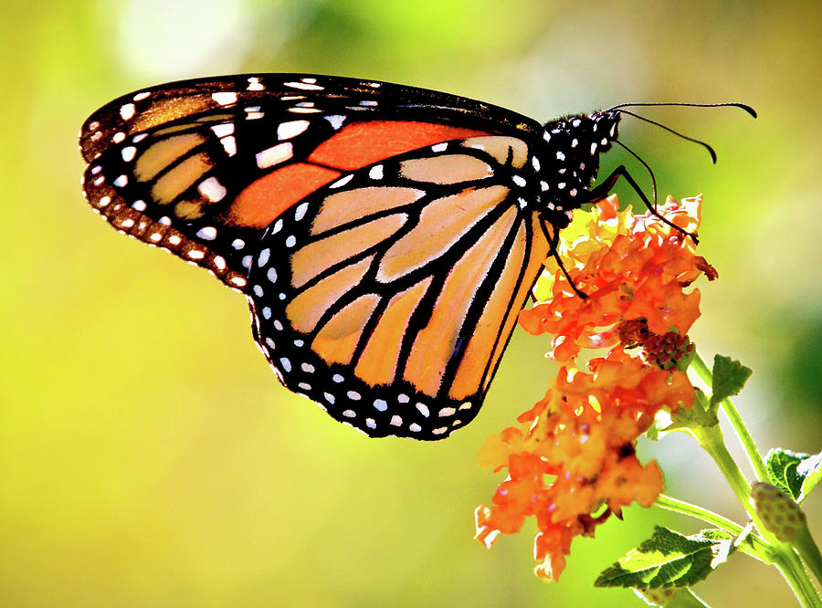 Monarch Butterfly in Garden Photograph by Mark Chandler - Fine Art America