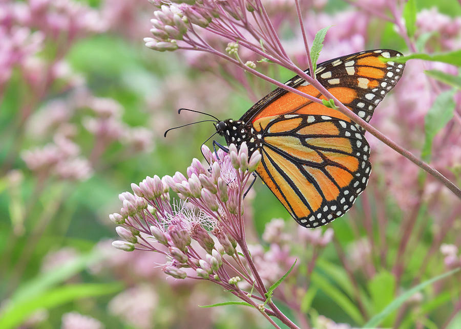 Butterfly Photograph - Monarch Butterfly in Joe Pye Weed by Jim Hughes