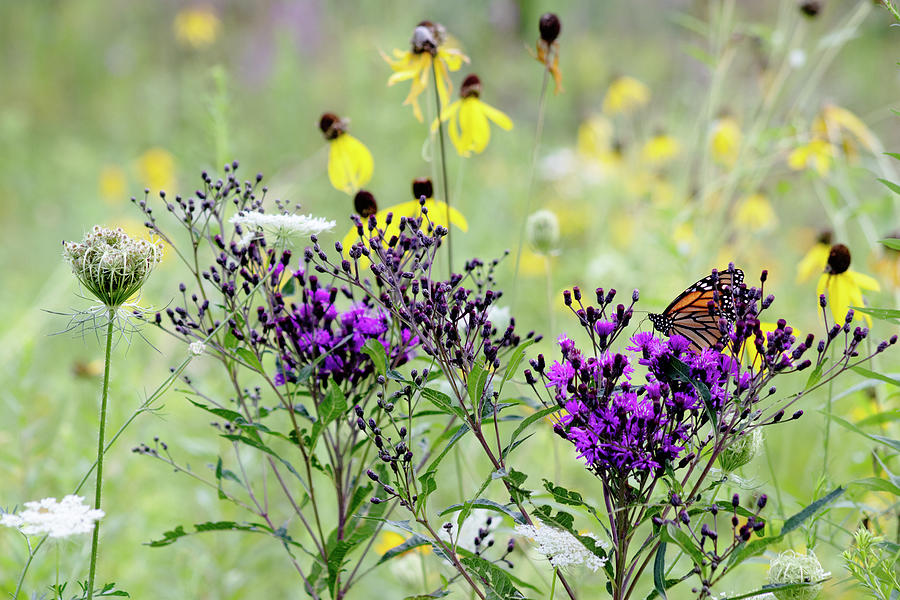 Monarch Butterfly in Prairie Photograph by Mark Berman