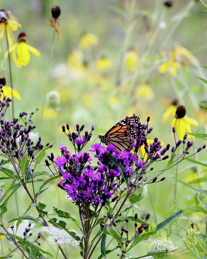  Monarch Butterfly in Prairie - right Photograph by Mark Berman