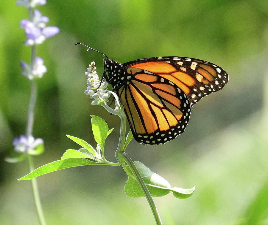 Monarch Butterfly in the Garden Photograph by Deborah J Humphries