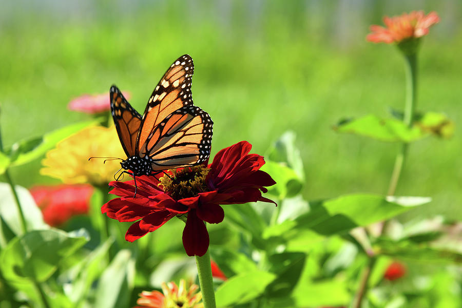 Flowers Milkweed, Tropical (Monarch Butterfly/Blood Flower), 52% OFF