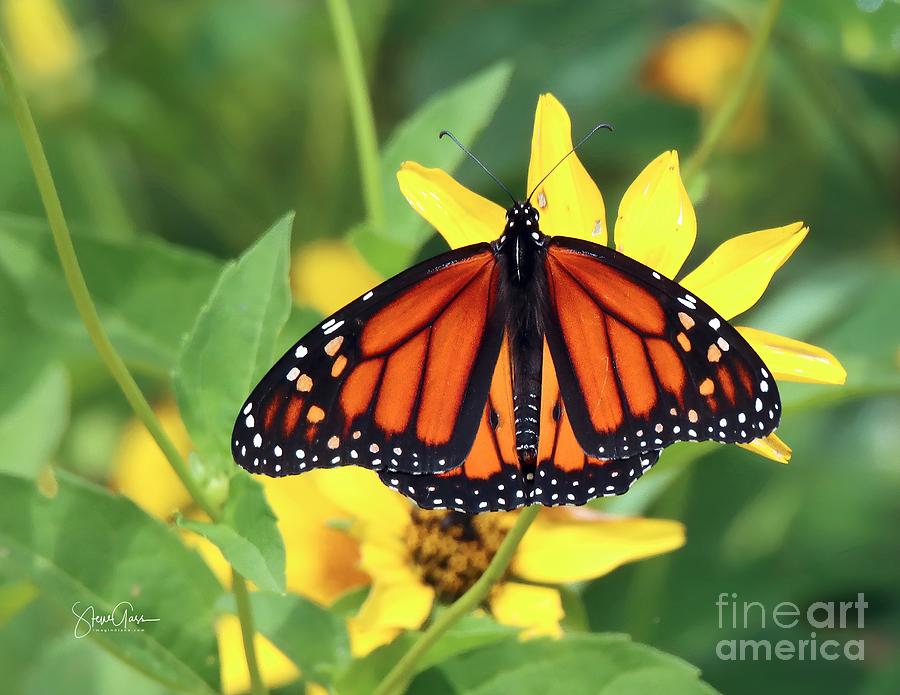 Monarch Butterfly Indiana Photograph By Steve Gass - Fine Art America